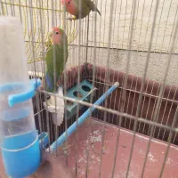 کوتوله برزیلی نر و ماده