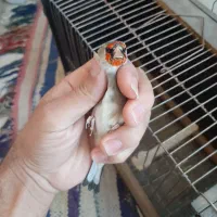 سهره معاوضه با قناری|پرنده|قوچان, |دیوار