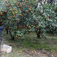 فروش فوری زمین