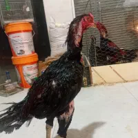 خروس لاری پر مرغی مشکی..در رباط کریم