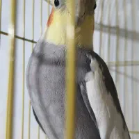 عروس هلندی نر بالغ|پرنده|رودسر, |دیوار