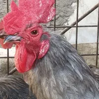 خروس بومی|حیوانات مزرعه|اصفهان, دستگرده|دیوار