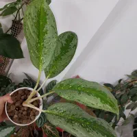 گیاهان خاص|گل و گیاه طبیعی|مراغه, |دیوار