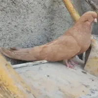 جفت لیمویی قطعه آلرام