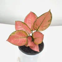 گل آپارتمانی|گل و گیاه طبیعی|بندر انزلی, کوی بهار|دیوار