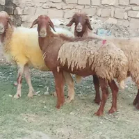 میش آبستن نژادغزل همو|حیوانات مزرعه|مسجد سلیمان, |دیوار