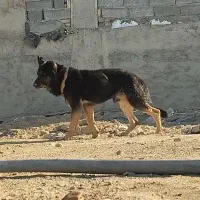 سگ ژرمن ورک لاین