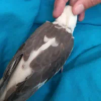 عروس هلندی نر و ماده