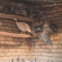 مرغ شاخدار|حیوانات مزرعه|بانش, |دیوار