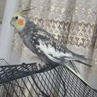 عروس هلندی حرف زن قفس عروس هلندی با لانه