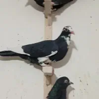 کفتر|پرنده|کرمان, |دیوار