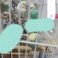 مرغ عشق انگلیسی گرید a|پرنده|الوند, |دیوار