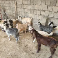 بزغاله سالم