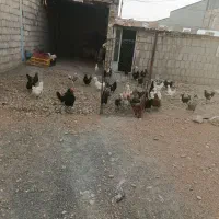 مرغ تخم گذار