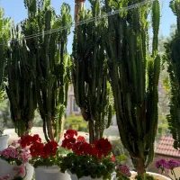 کاکتوس افوربیا ۶۰شاخه ارتفاع ۱۶۰به بالا|گل و گیاه طبیعی|تهران, پاسداران|دیوار