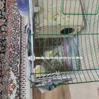 عروس هلندی جفت