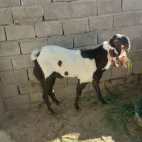 نر بزپنجاب فروشی