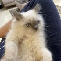 گربه رگدال پرشین نر ۴ ماهه