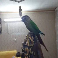 گرینچیک دستی گم شده