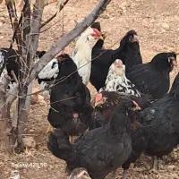 مرغ و خروس گلین