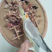 عروس هلندی اهویی دستی و رام