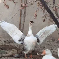 قو غاز