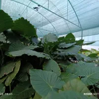 تعدادی گل بابا آدم و فیکوس