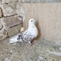 کفتر کبوتر معاوضه با ماده پرشی