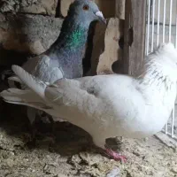 کبوتر سبز و سار کاکلی