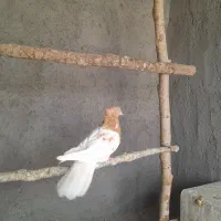 کبوتر|پرنده|مبارکه, |دیوار