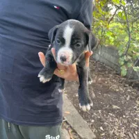 توله پیت بول