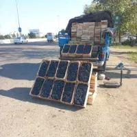 انگور دیم کوردستان