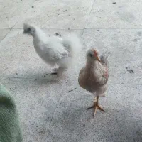 مرغ و جوجه