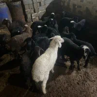 ۲۱ عدد میش و بره جوان