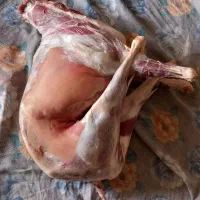 کهره نر سالم
