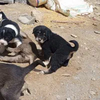 سگ سرابی اصل