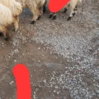 گوسفند چاق پروار|حیوانات مزرعه|نیمروز, |دیوار