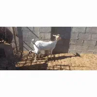 فروش بز دورگ سومال تازه زاییده|حیوانات مزرعه|جناح, |دیوار