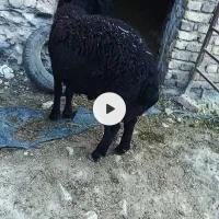 بره قوچ