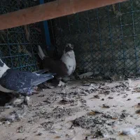 کفتربلژیکی|پرنده|تهران, جوانمردان (اندیشه)|دیوار