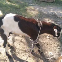 نری|حیوانات مزرعه|میناب, |دیوار