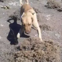 سگ سرابی دو ساله