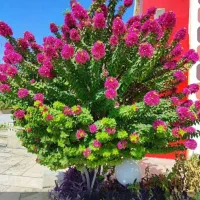 انواع درخت وگل گیا