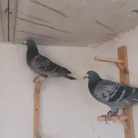 ۷ عدد نر ارازل|پرنده|گلبهار, شهر جدید گلبهار|دیوار