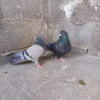 یک جفت کبوتر پر