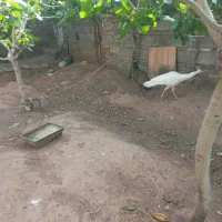طاووس