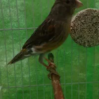 قناری ماده اماده جفتی سهره و قناری