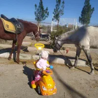 آموزش سوارکاری|اسب و تجهیزات اسب‌سواری|رباط‌کریم, رباط‌کریم|دیوار