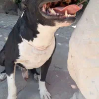 واگذاری سگ پیت بول