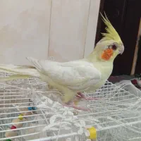 عروس هلندی نر